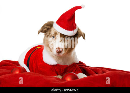 Border Collie puppy with santa hat isolé sur fond blanc Banque D'Images