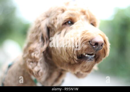 Chien marron clair avec adorable sourire Banque D'Images