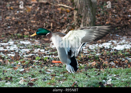 Mallard drake en vol. L'Angleterre. Banque D'Images