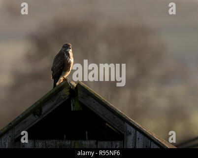 La buse variable (Buteo buteo) à l'aide d'une vieille grange en bois comme une vigie dans les premières heures du soleil, Warwickshire Banque D'Images