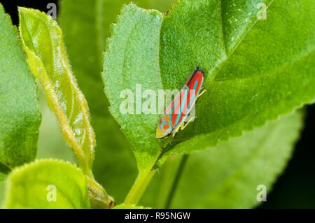 Vadnais Heights, Minnesota. John H. Allison forêt. Candy-bar rayé, la cicadelle Graphocephala coccinea reposant sur une feuille. Banque D'Images