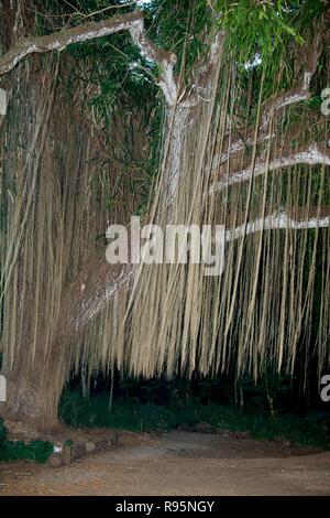 Maui, Hawaii. Les racines d'accrochage d'un arbre banian dans Parc de Honolua. Le parc est la seule vraie forêt tropicale sur le côté ouest de Maui et met en lumière la diversité de Maui éco-systèmes. Banque D'Images