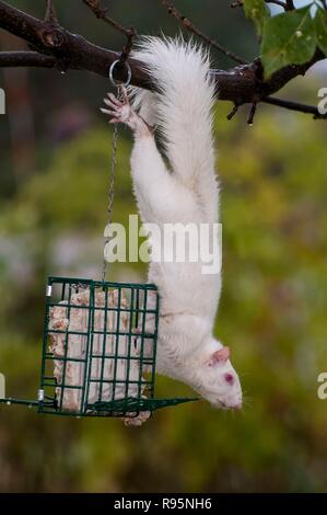 Vadnais Heights, Minnesota. Suspendue à un écureuil albinos de manger de l'arbre à partir d'un convoyeur de rognon rognon pour les oiseaux. - L'écureuil gris Sciurus carolinensis. Banque D'Images