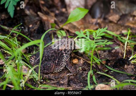 Vadnais Heights, Minnesota. John H. Allison forêt. Crapaud d'Amérique, Bufo americanus dans la forêt. Banque D'Images