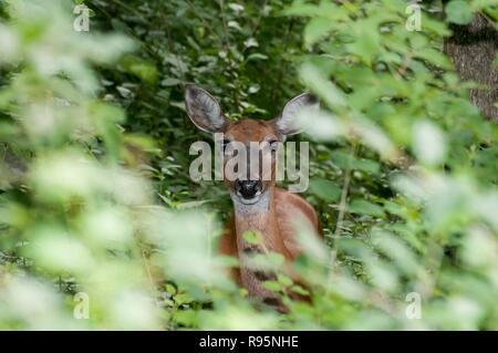 Vadnais Heights, MN. John H. Allison forêt. Le cerf de Virginie, l'Odocoileus virginianus, dans la forêt à travers les arbres. Banque D'Images