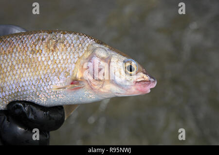 Pêcheur à la mouche tenant un poisson blanc de montagne fraîchement pêché sur la rivière Salmon dans l'Idaho, États-Unis Banque D'Images