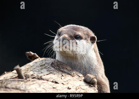 Loutre Banque D'Images