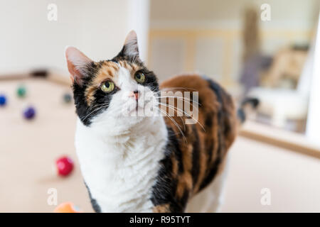 Closeup portrait of curieux chat calico debout sur un billard, table de billard, jeu de boules de billard, dans le salon de la maison, maison, appartement, looki Banque D'Images