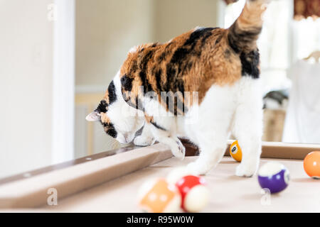 Curieux chat calico debout sur un billard, table de billard, substitution, partie de billard, boules colorées dans Home Chambre salon, regardant vers le bas près de hol Banque D'Images
