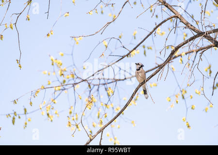 L'un geai bleu oiseau posé, perché au sommet de la branche fo, sakura cherry blossom tree, fleurs à Washington, DC, isolé de signature contre le ciel bleu Banque D'Images