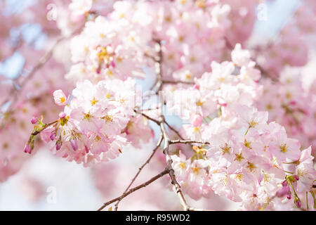 Vue rapprochée d'un rose doux fleur de cerisier sakura tree branch, sky, pétales de fleurs au printemps, printemps, Washington DC, ensoleillée, sunshine, sunl Banque D'Images