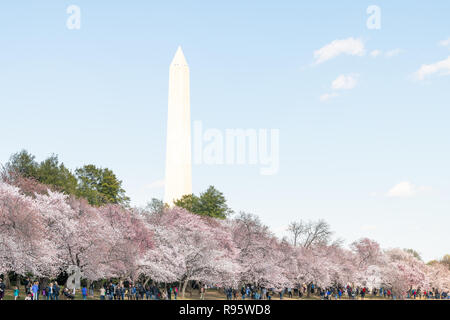 Washington DC, USA - 5 Avril 2018 : Beaucoup de gens, les touristes, foule marchant le long de rive du bassin de marée près de National Mall à fleur de cerisier arbres de sakura Banque D'Images