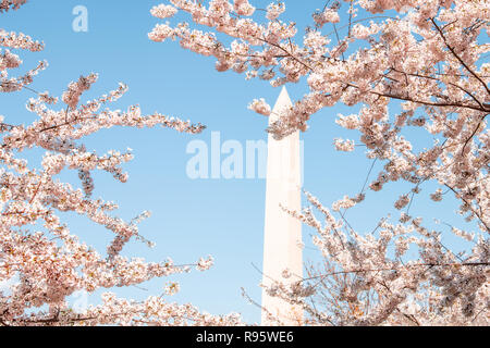 Ossature bois vue sur George Washington monument en fleur de cerisier sakura les branches d'arbres, fleurs isolées contre le ciel bleu au printemps, le printemps au fes Banque D'Images