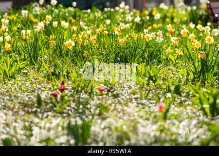 Aménagement paysager jardin, pelouse avec beaucoup de jonquille, jonquilles, tulipes fleurs sur le parterre avec la lumière du soleil, la lumière du temps ensoleillé, en contre-jour Banque D'Images