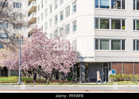 Washington DC, USA - 5 Avril 2018 : Potomac Plaza street, route trottoir avec des gens qui marchent au printemps, le printemps avec de magnolias et cerisiers en fleurs sa Banque D'Images