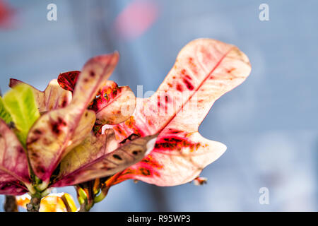 Libre multicolores, rouge, vert, jaune, rose, dynamique, varié, Codiaeum variegatum croton petra, feuilles, des feuilles des plantes, jardin, l'extérieur, extérieur, s Banque D'Images