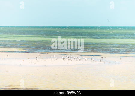 Key West, États-Unis pier park en Floride à l'océan, sur la mer près de la plage de sable, les vagues, le littoral de la côte d'eau peu profonde, la marée verte, de nombreux goélands, mouettes bir Banque D'Images