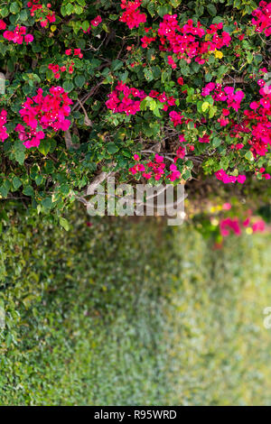 Rose vibrante, dynamique, rouge vif fleurs de bougainvilliers en Florida Keys ou Miami, de plantes vertes, l'aménagement paysager de la rue paysagers au cours de journée d'été, ciel, il Banque D'Images