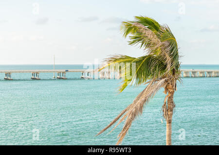 Un palmier vert feuilles se balançant dans le vent du soir au coucher du soleil à Bahia Honda State Park, Florida Keys, avec pont de l'autoroute d'outre-mer, l'océan et du golfe Banque D'Images