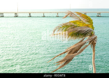 Un palmier vert feuilles ondulant gros plan dans le vent du soir au coucher du soleil à Bahia Honda State Park, Florida Keys, avec pont de l'autoroute d'outre-mer, l'océan Banque D'Images