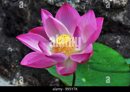 Fleur de lotus en fleur Banque D'Images