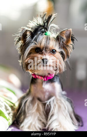 Cute Biewer Yorkshire Terrier assis ou au repos sur un lit. Portrait de chiens Banque D'Images