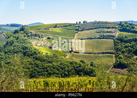 Dans Passignano vignoble dans la région du Chianti. Paysage de la Toscane. Italie Banque D'Images