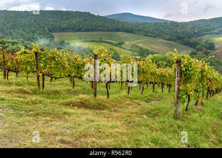 Vignoble dans la région du Chianti en province de Sienne. Paysage de la Toscane. Italie Banque D'Images