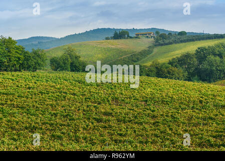 Vignoble dans la région du Chianti en province de Sienne. Paysage de la Toscane. Italie Banque D'Images