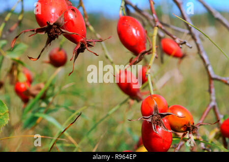 Berry, médicinaux de rose musquée rose musquée ovale rouge Banque D'Images