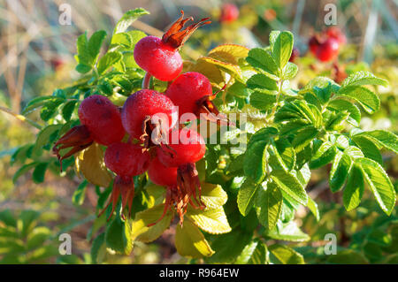 Berry, médicinaux de rose musquée rose musquée ovale rouge Banque D'Images