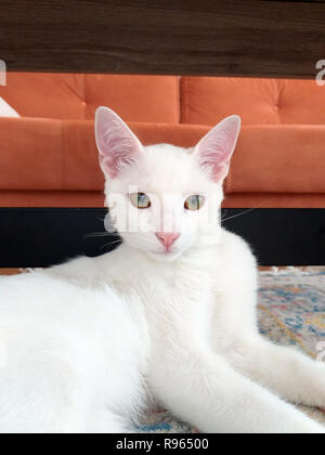 Chaton Exotic shorthair isolés, looking at camera Banque D'Images