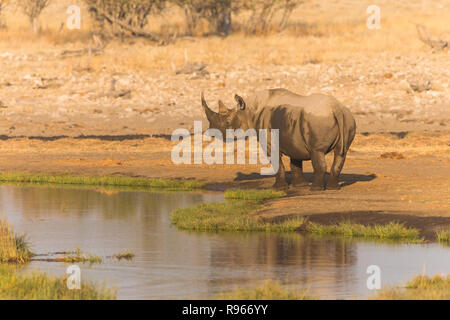 Le rhinocéros blanc rhinocéros ou couvertes de boue, se tient à côté d'un trou d'eau ou point d'eau dans la savane, dans le parc national d'Etosha en Namibie Banque D'Images
