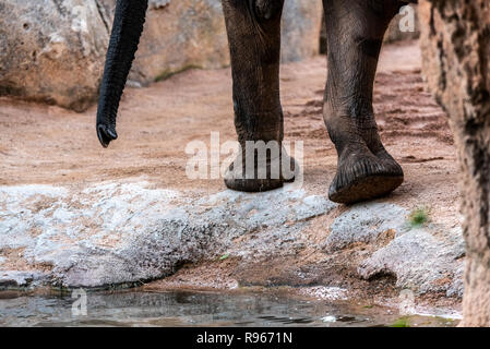 D'énormes pieds de l'éléphant de savane d'Afrique, Loxodonta africana. Banque D'Images