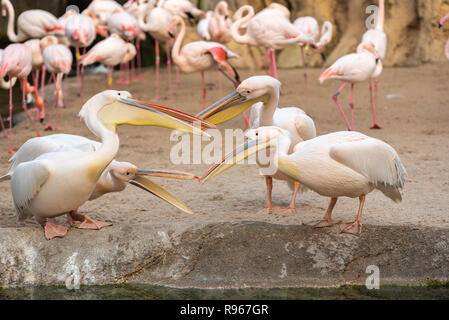 Groupe de pélicans, commune Pelecanus onocrotalus, soutenant entre eux, avec des flamants roses dans l'arrière-plan. Banque D'Images