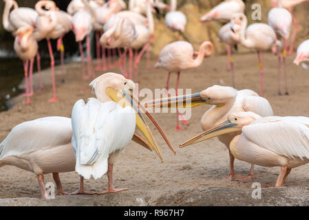 Groupe de pélicans, commune Pelecanus onocrotalus, soutenant entre eux, avec des flamants roses dans l'arrière-plan. Banque D'Images