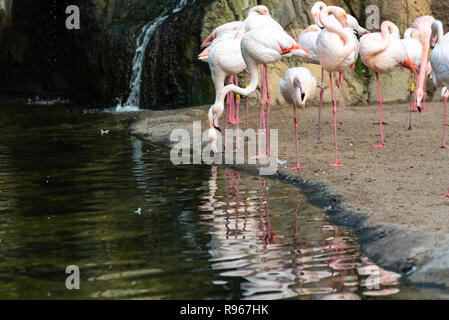 Flamants Roses, Phoenicopterus roseus, reposant sur la rive d'un lac. Banque D'Images