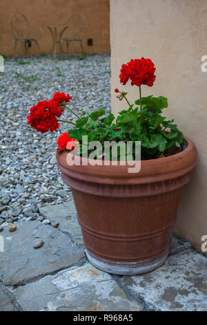 Pot en argile avec fleur rouge. Pot en céramique rouge fleur de géranium. Banque D'Images