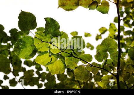 Vert texturé brins de mall-leaved lime partiellement isolé sur fond blanc sky Banque D'Images