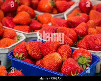 freshness strawberry fruits Banque D'Images