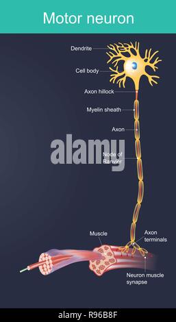 Motor neurone est un corps cellulaire est situé dans le cerveau ou la moelle épinière. Devoir d'organes de contrôle directement ou indirectement, principalement pour les muscles et le presse-étoupe. Illustration de Vecteur