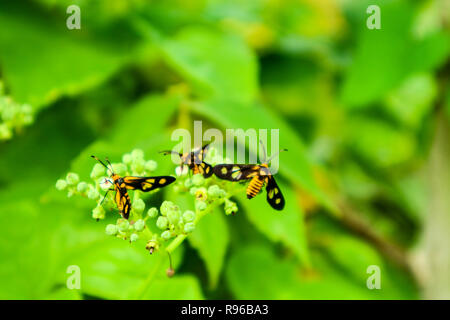 L'agrile du frêne est l'herbe du tigre à nectar sucré avec ses jambes et la moustache fait saillie dans le pollen Banque D'Images
