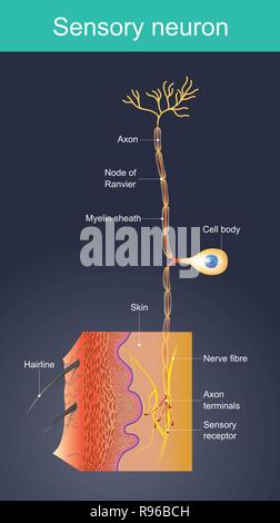 La loi sur les cellules comme des stimuli externes dans différents environnements. changer d'agir en tant que stimulus interne. Quand les sens sont envoyés à l'information signal nervou Illustration de Vecteur