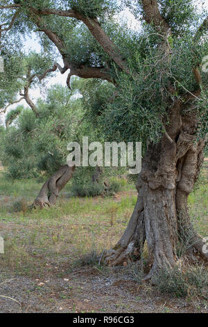 Vieil Olivier (Olea europaea), à l'Olive près de Ostuni, Pouilles (Puglia), dans le sud de l'Italie Banque D'Images