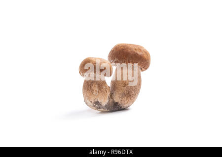 Récolté à l'automne des champignons comestibles double cèpes (Boletus edulis) connu sous le nom de champignons porcini isolé sur fond blanc. Banque D'Images