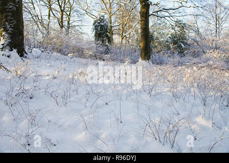 Plantes couvertes dans une épaisse masse de neige Banque D'Images