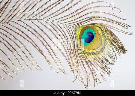 Peacock feather close-up isolated Banque D'Images
