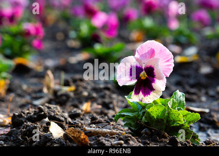 Jardin rose pansy plantée dans park pour l'hiver Banque D'Images