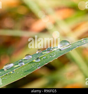 Gouttes de pluie sur un brin d'herbe après la pluie. Les petites gouttes en forme de petite sphères sur la surface de la feuille. Banque D'Images