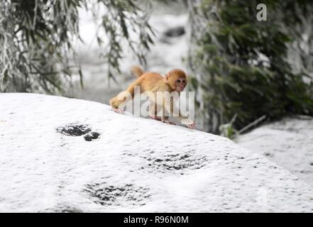 (181220) -- BEIJING, le 20 décembre 2018 (Xinhua) -- un singe promenades dans la vallée de montagne Dawei singe rhésus dans Liuyang City, province du Hunan en Chine centrale, le 9 décembre 2018. La Chine et l'Administration nationale des forêts des Prairies (NFGA) vient de signer un deal avec le tec Tencent géant le 19 décembre 2018, conjointement à réprimer le commerce illicite d'espèces sauvages en ligne. C'est l'exemple le plus récent de l'organisme de réglementation en matière de lutte contre la faune en ligne effréné de plus en plus de crimes commis sur les médias sociaux et plateformes e-commerce. Lors d'une conférence de presse juin la police des forêts, de la faune de la Chine Yunnan riches en Provi Banque D'Images